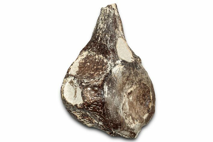 Fossil Plesiosaur Caudal Vertebra - Asfla, Morocco #328647